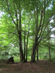 22 Aug 2013: Hornbeams in 4A